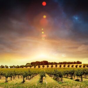 CropGuard Agronomy Advisory Subscription